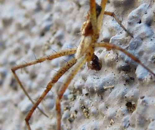 Réf. 352 076 : Argiope bruennichi